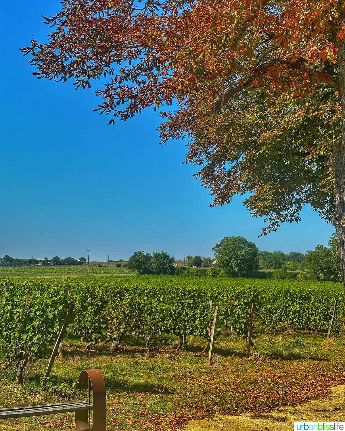fall vineyard scene at Chateau de la Grille in Chinon, France.