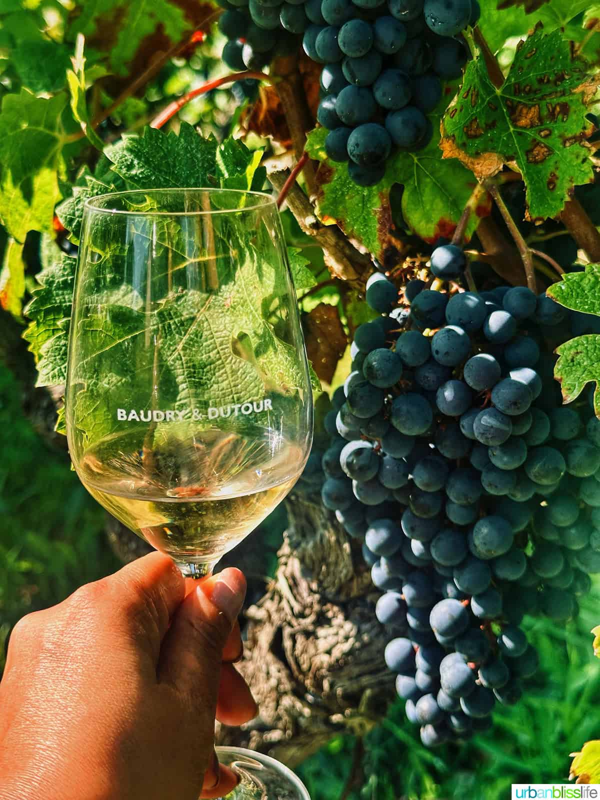 hand holding a glass of white wine next to red grapes on the vine.