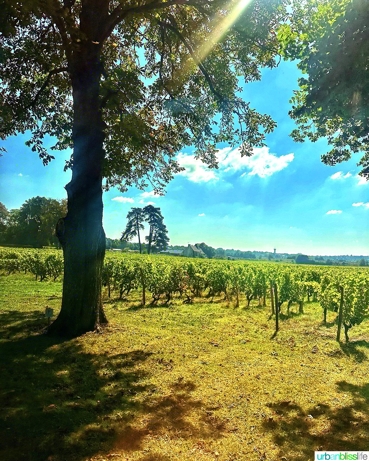chateau de la grille vineyard