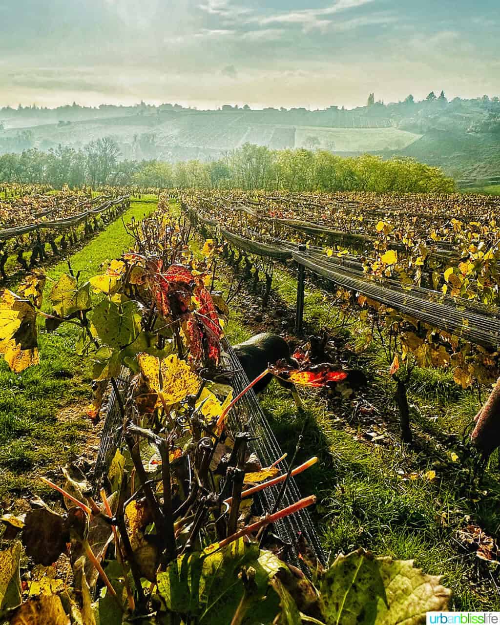 vineyard in Beaujolais, France.