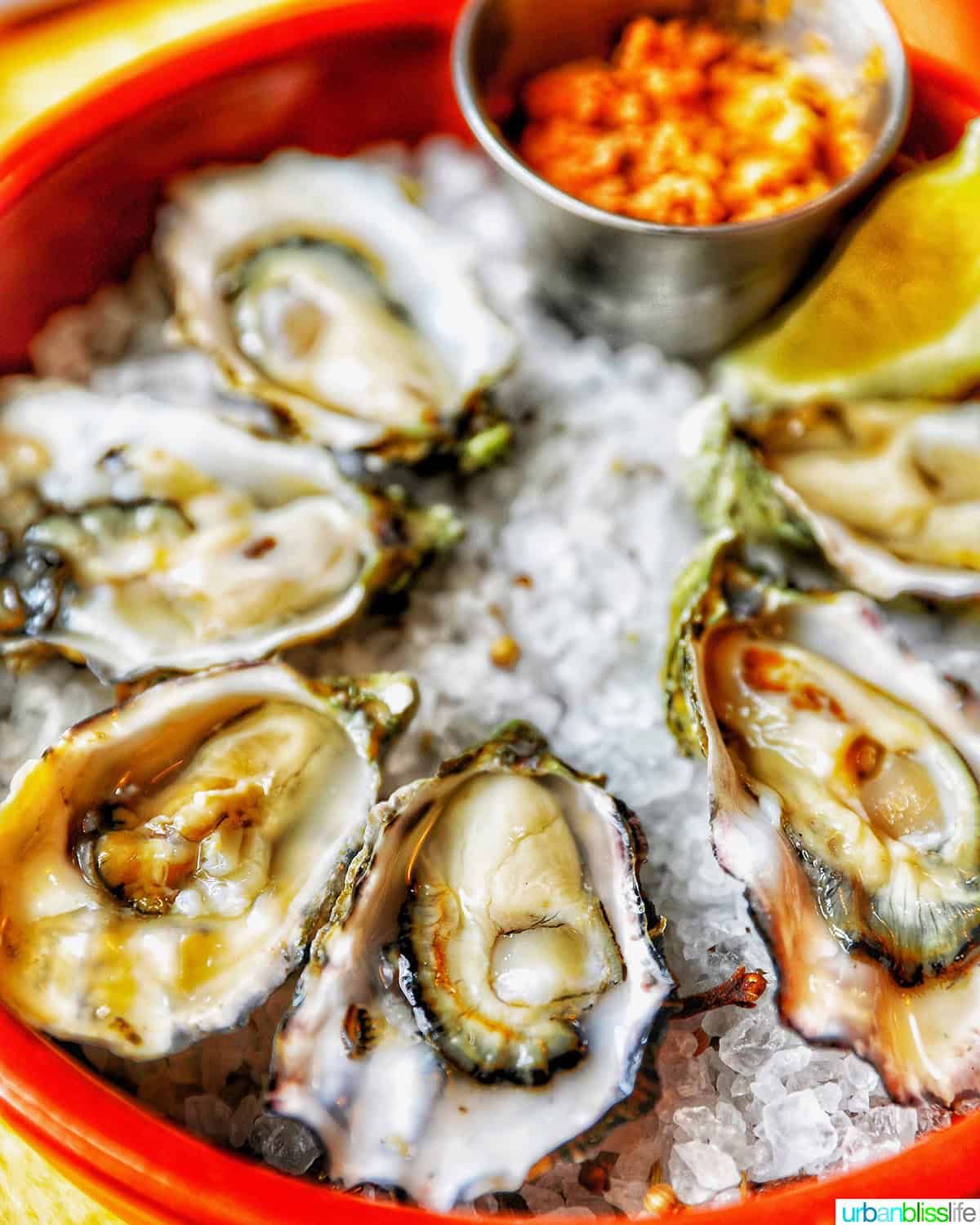 oysters on ice.