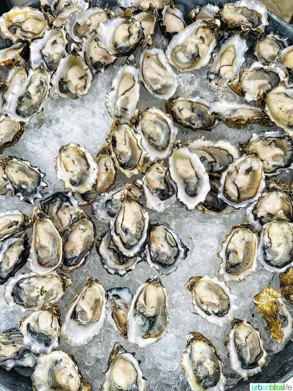 oysters on ice.