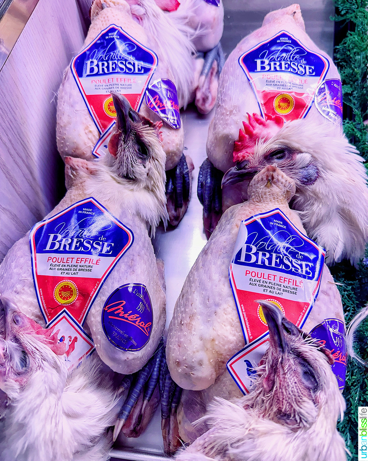 brest chickens at Les Halles in Lyon