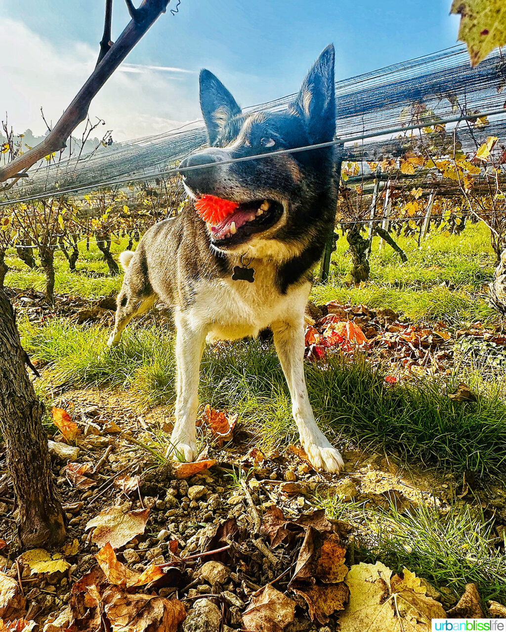 mascot the vineyard dog