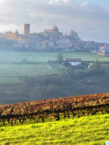 vineyards at Domaine De Fond-vieille in Beaujolais, France
