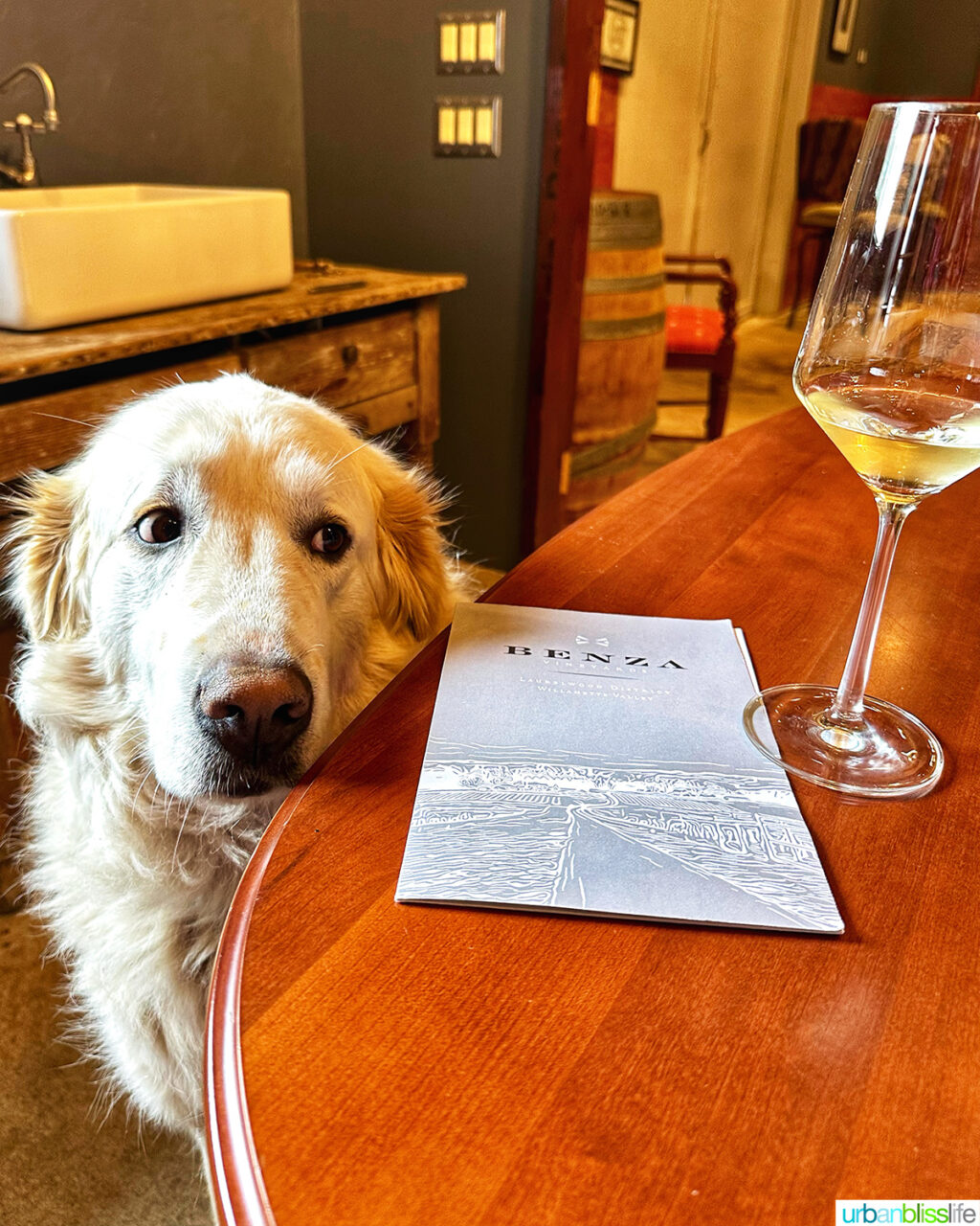 chloe dog at benza vineyards